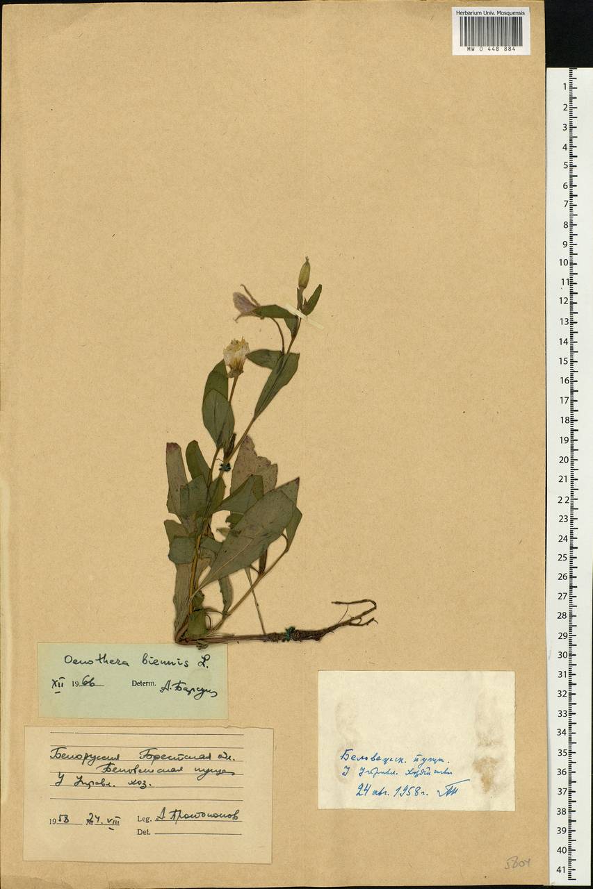 Oenothera biennis L., Eastern Europe, Belarus (E3a) (Belarus)