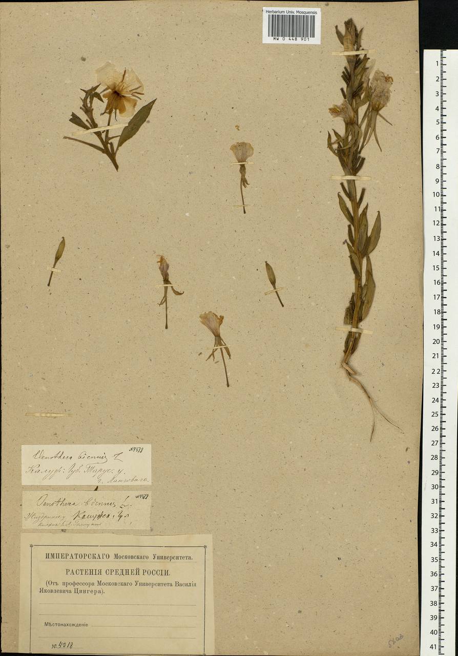 Oenothera biennis L., Eastern Europe, Central region (E4) (Russia)