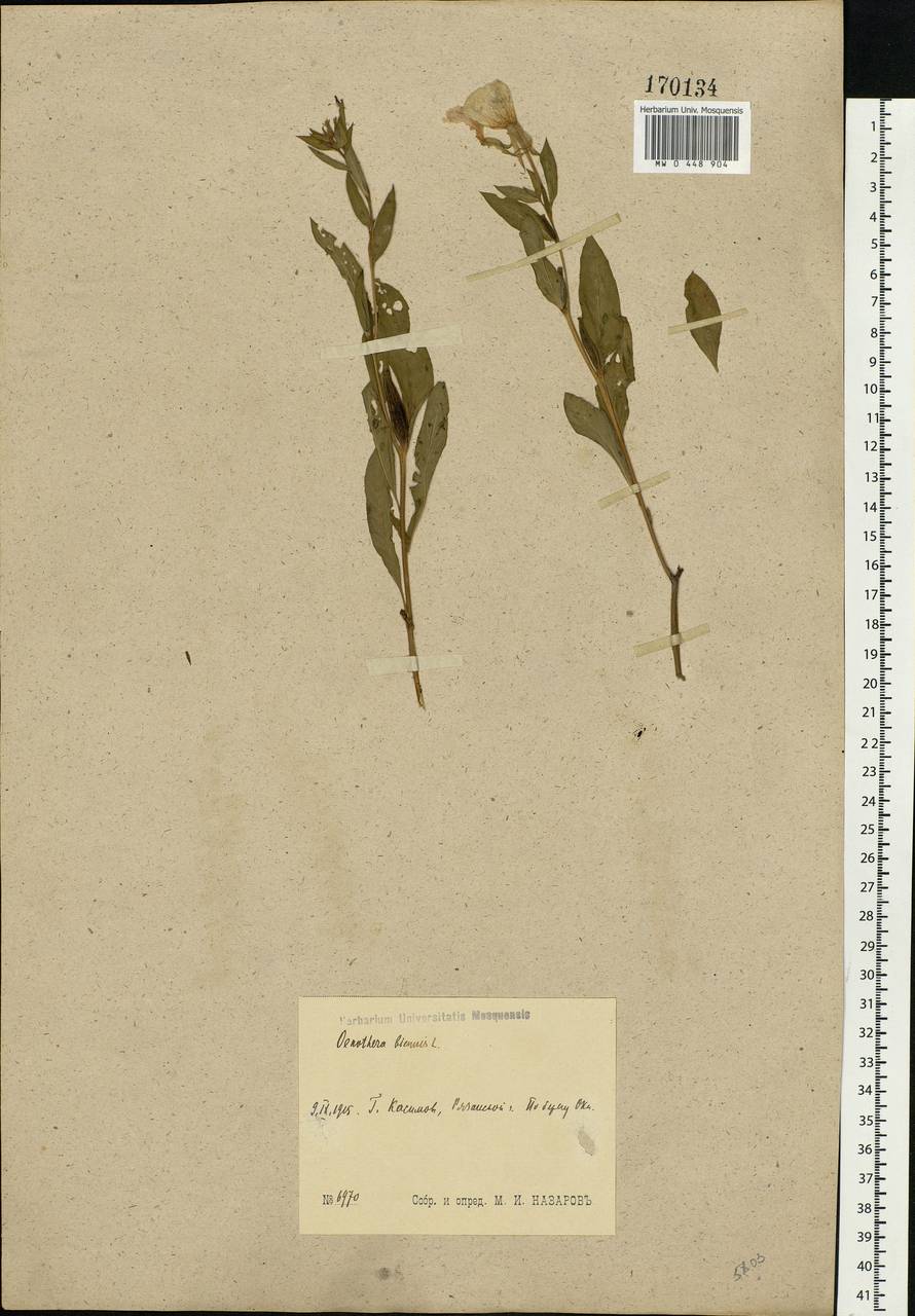 Oenothera biennis L., Eastern Europe, Central region (E4) (Russia)