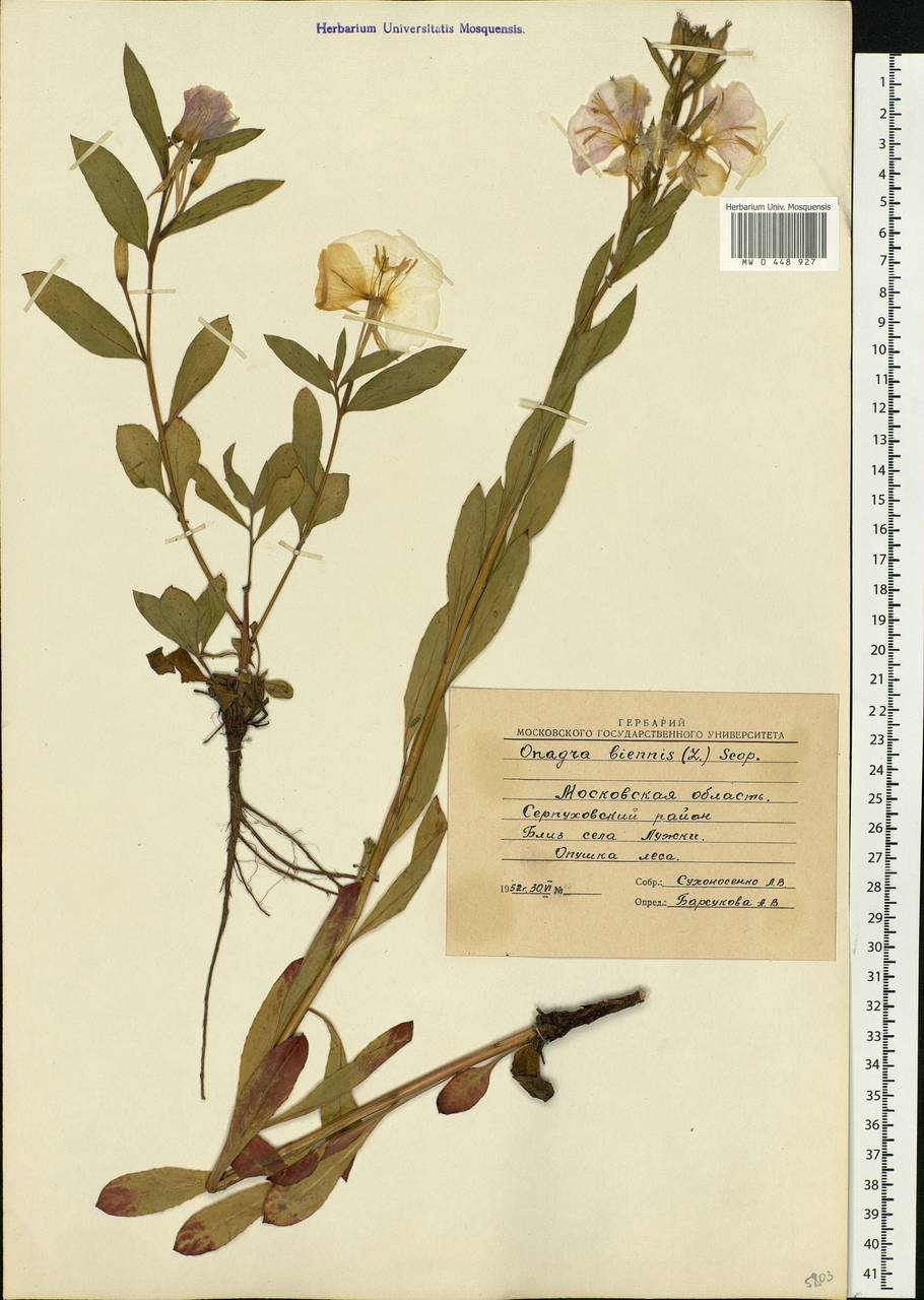 Oenothera biennis L., Eastern Europe, Moscow region (E4a) (Russia)