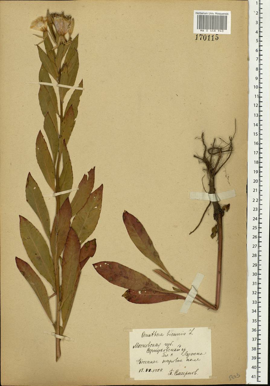 Oenothera biennis L., Eastern Europe, Moscow region (E4a) (Russia)