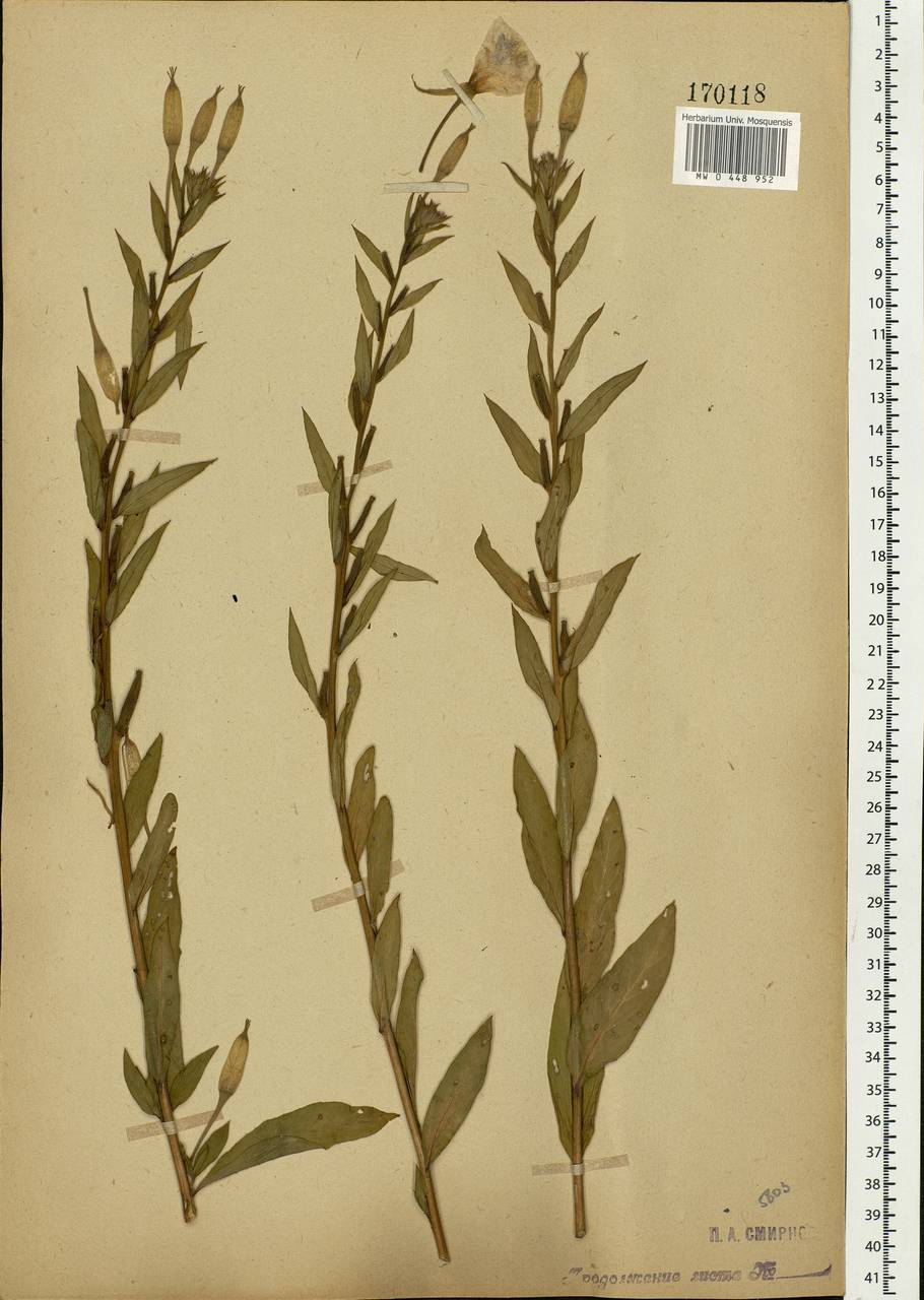 Oenothera biennis L., Eastern Europe, Moscow region (E4a) (Russia)