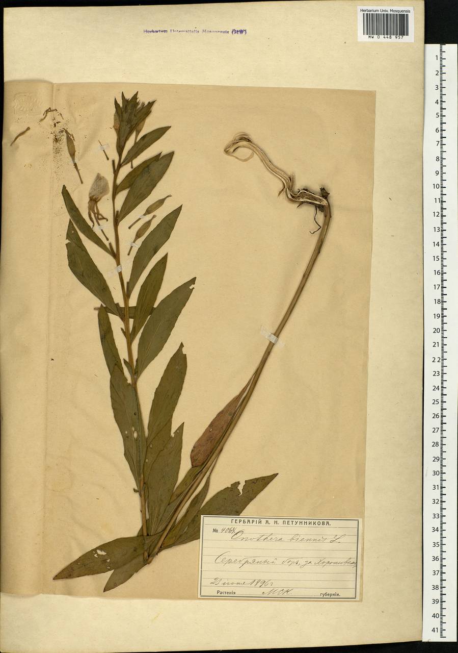 Oenothera biennis L., Eastern Europe, Moscow region (E4a) (Russia)