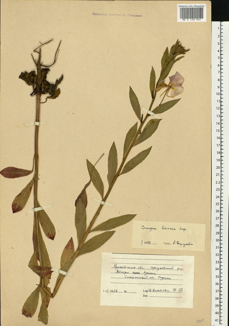 Oenothera biennis L., Eastern Europe, Moscow region (E4a) (Russia)