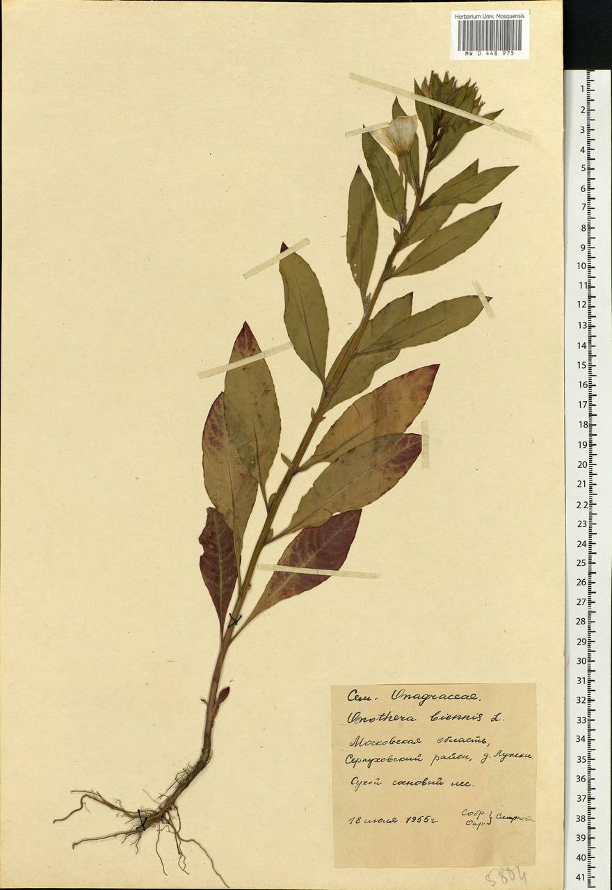 Oenothera biennis L., Eastern Europe, Moscow region (E4a) (Russia)