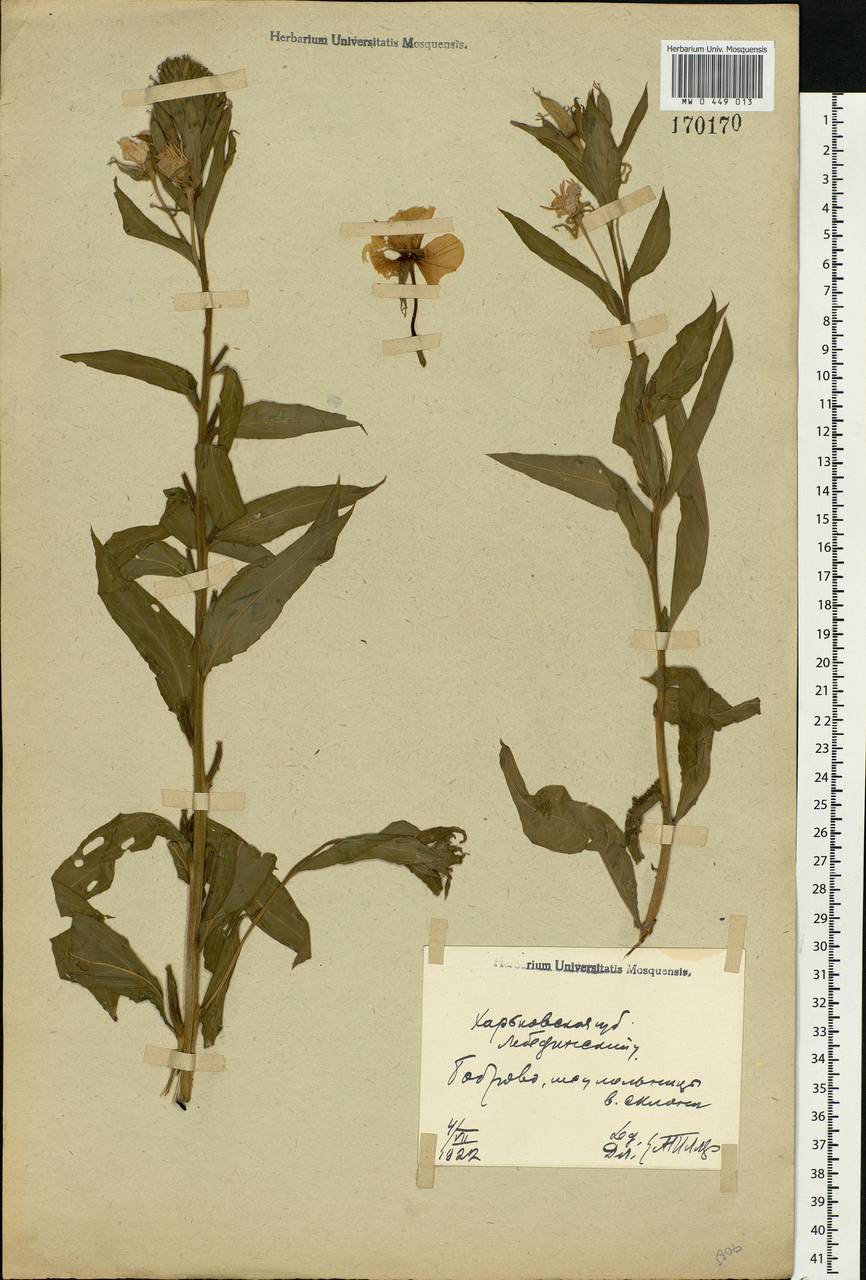 Oenothera biennis L., Eastern Europe, North Ukrainian region (E11) (Ukraine)