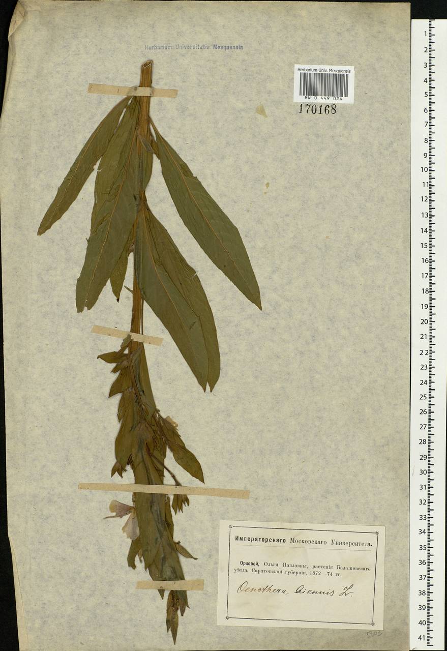 Oenothera biennis L., Eastern Europe, Lower Volga region (E9) (Russia)