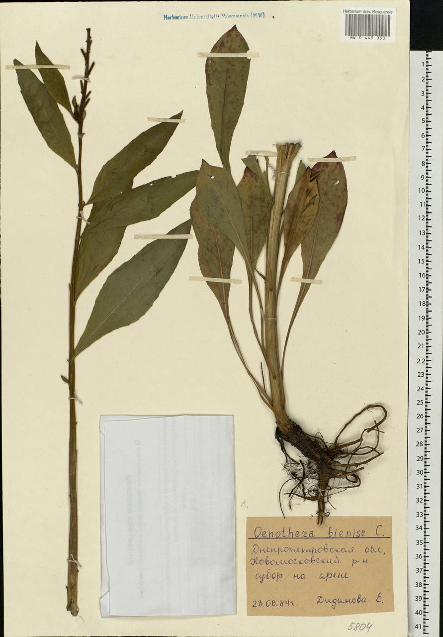 Oenothera biennis L., Eastern Europe, South Ukrainian region (E12) (Ukraine)