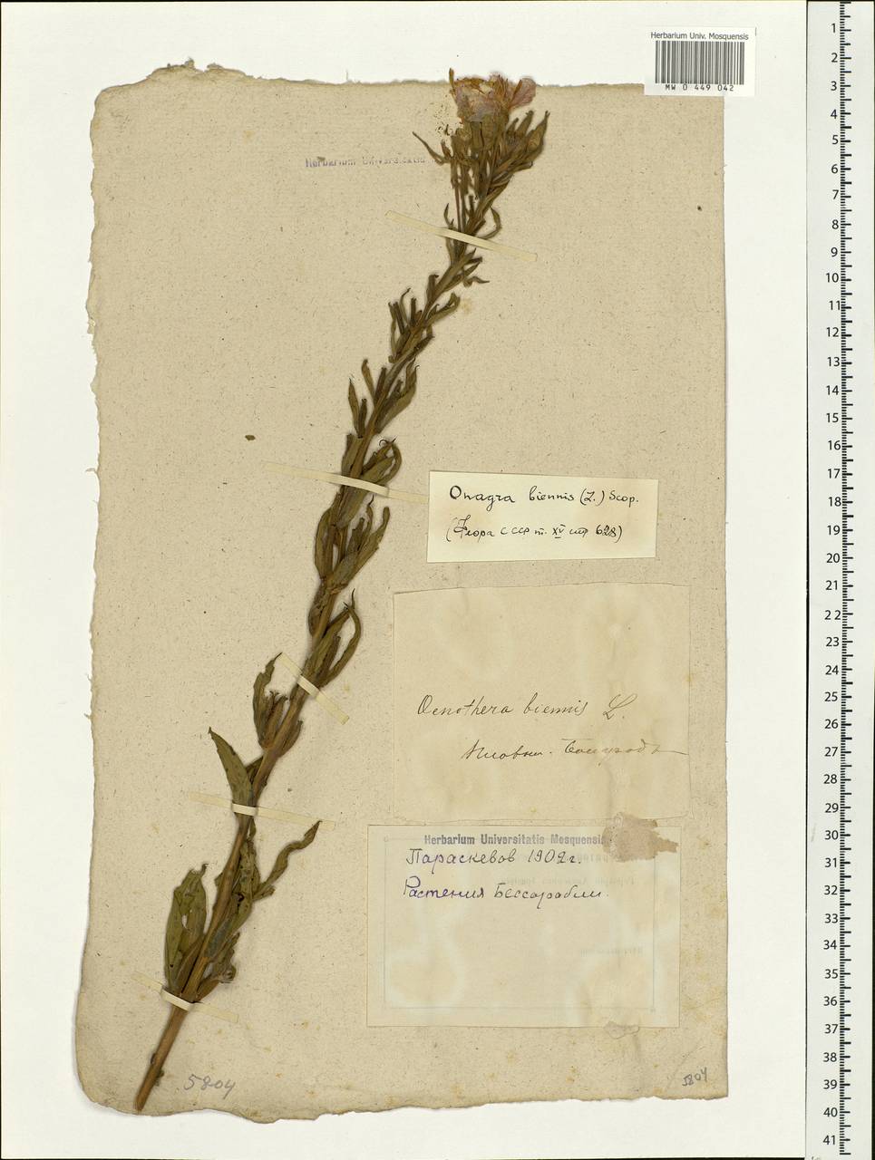 Oenothera biennis L., Eastern Europe, Moldova (E13a) (Moldova)