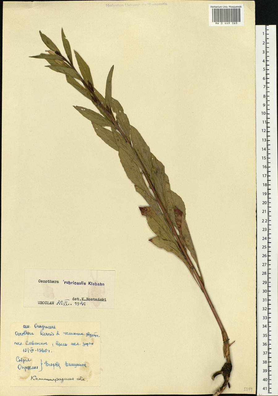 Oenothera × rubricaulis Kleb., Eastern Europe, North-Western region (E2) (Russia)