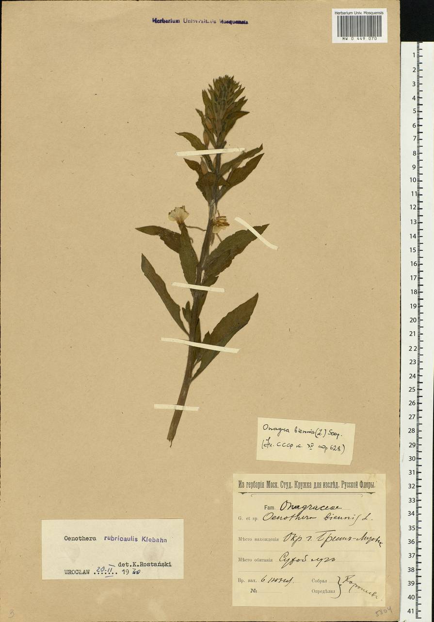 Oenothera × rubricaulis Kleb., Eastern Europe, Belarus (E3a) (Belarus)