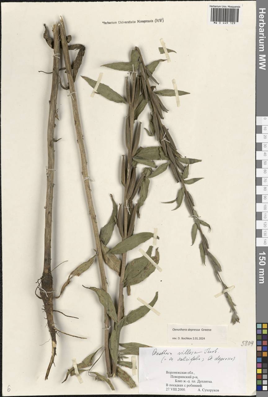 Oenothera villosa subsp. villosa, Eastern Europe, Central forest-and-steppe region (E6) (Russia)