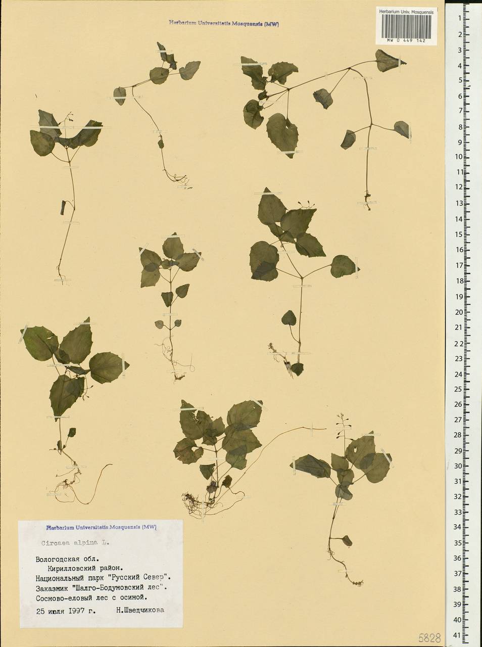 Circaea alpina L., Eastern Europe, Northern region (E1) (Russia)