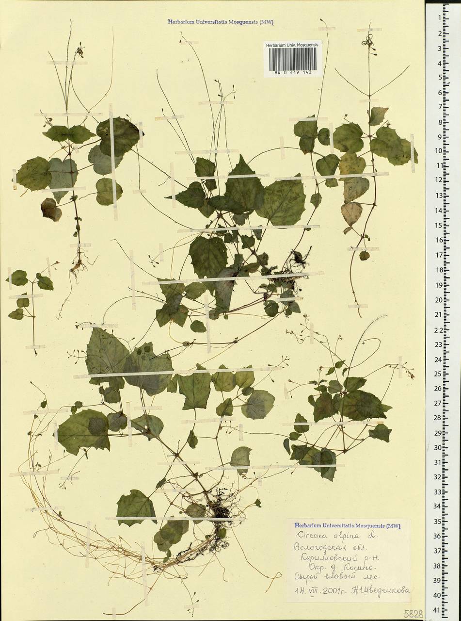 Circaea alpina L., Eastern Europe, Northern region (E1) (Russia)