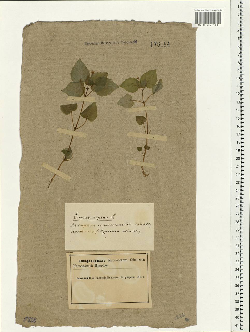 Circaea alpina L., Eastern Europe, Northern region (E1) (Russia)