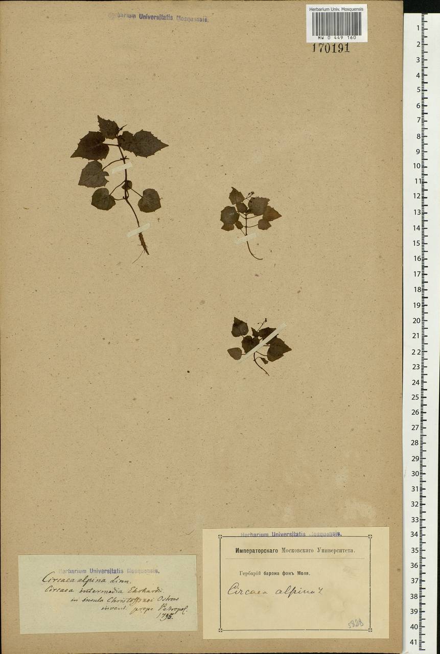 Circaea alpina L., Eastern Europe, North-Western region (E2) (Russia)