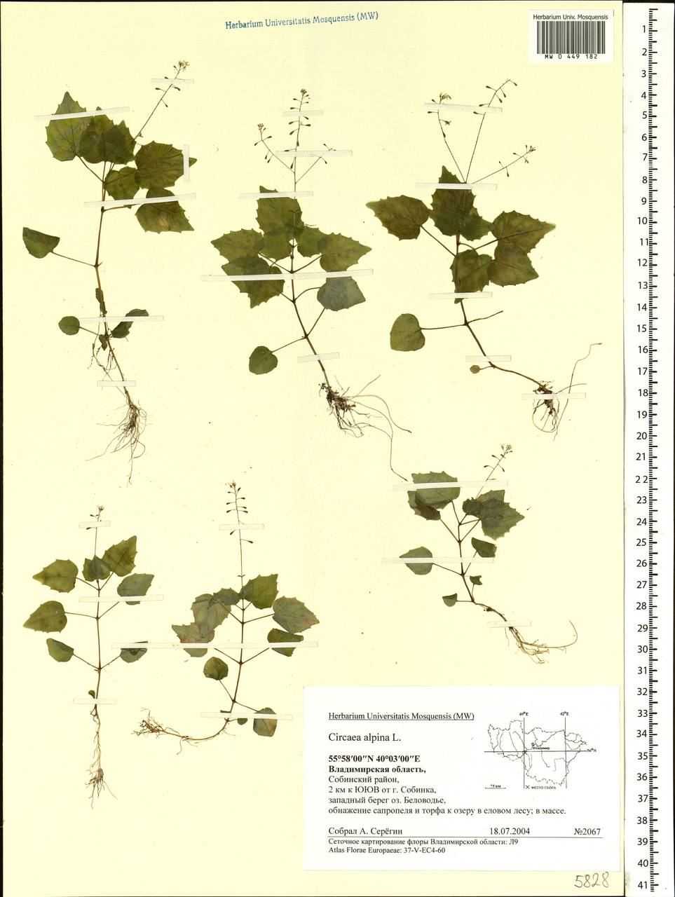 Circaea alpina L., Eastern Europe, Central region (E4) (Russia)