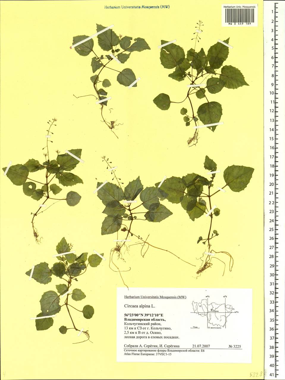 Circaea alpina L., Eastern Europe, Central region (E4) (Russia)