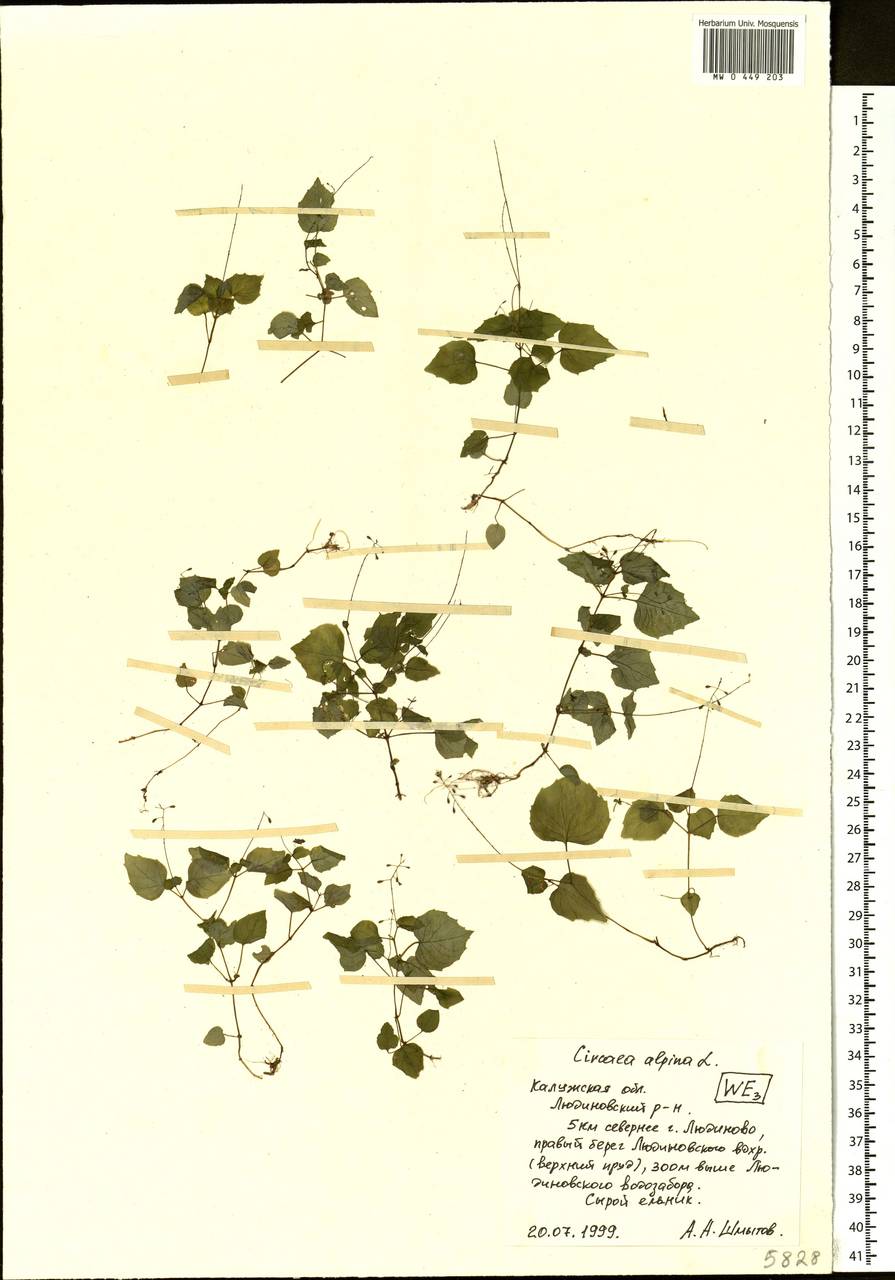 Circaea alpina L., Eastern Europe, Central region (E4) (Russia)