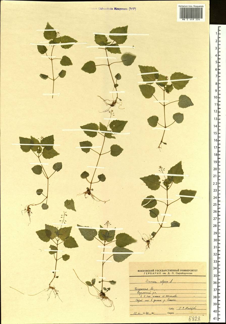 Circaea alpina L., Eastern Europe, Central region (E4) (Russia)