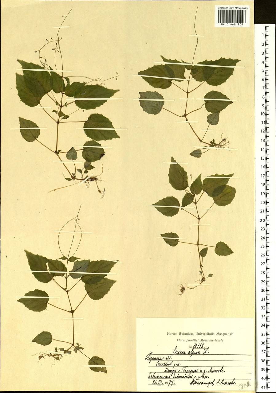 Circaea alpina L., Eastern Europe, Central region (E4) (Russia)