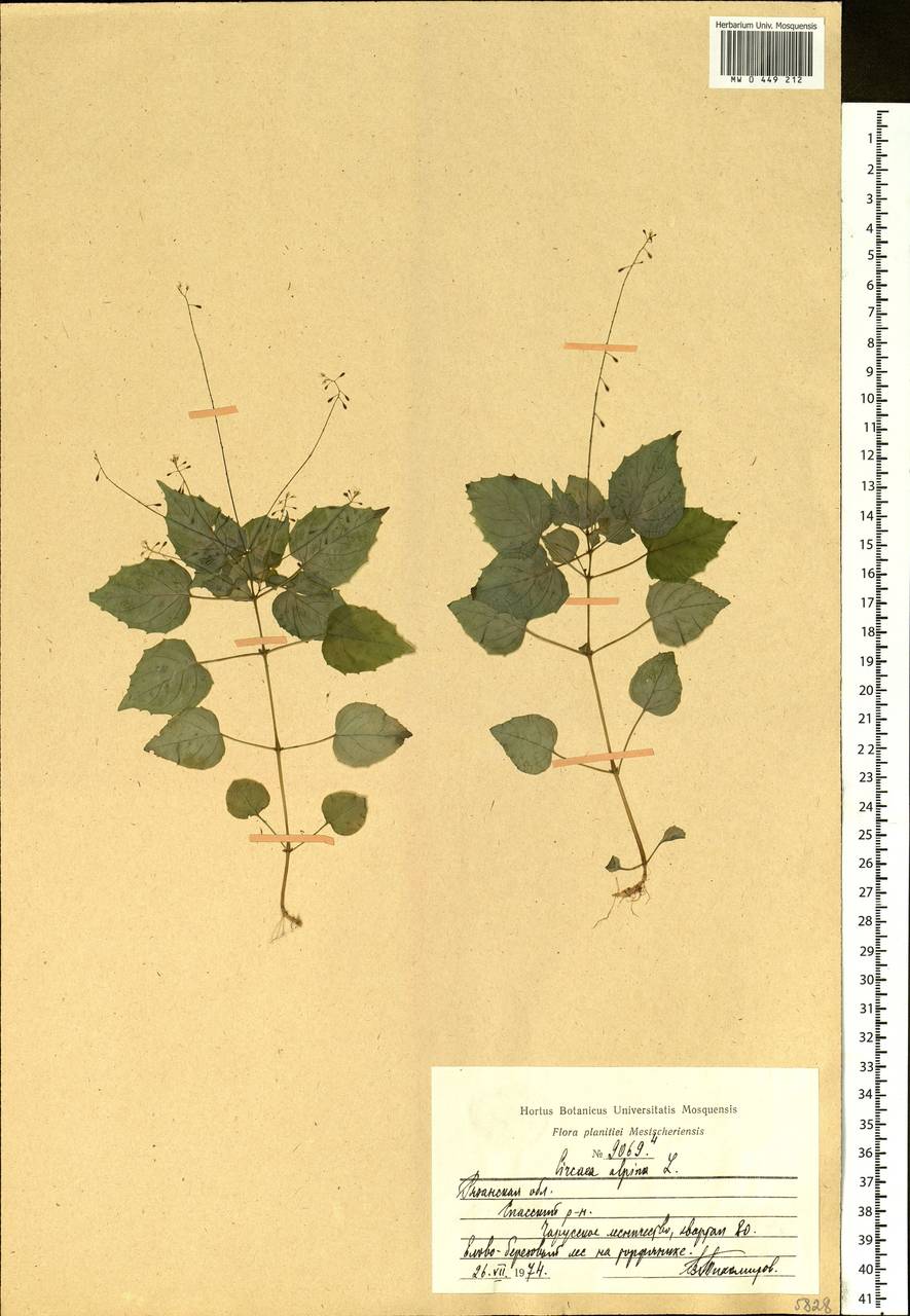 Circaea alpina L., Eastern Europe, Central region (E4) (Russia)