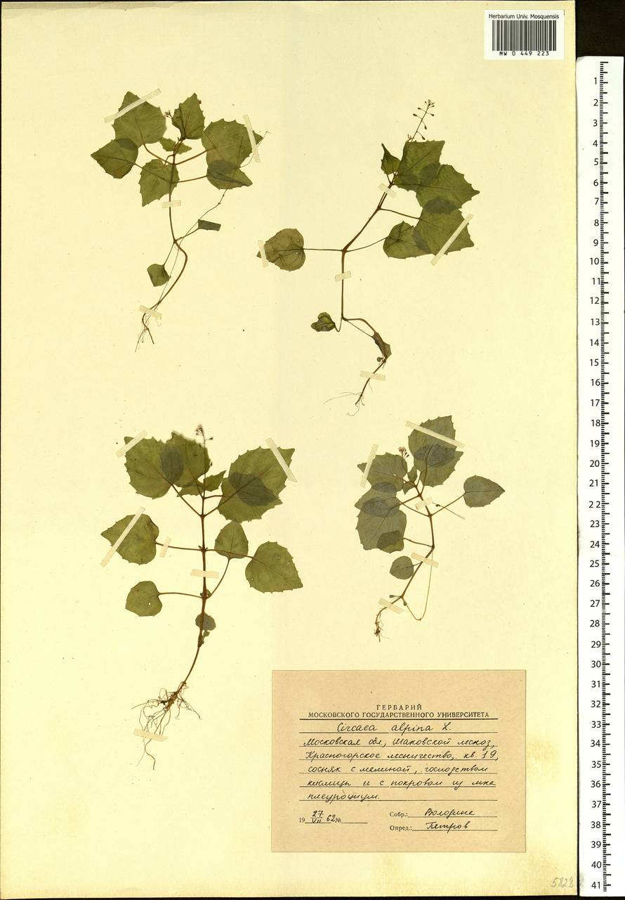 Circaea alpina L., Eastern Europe, Moscow region (E4a) (Russia)