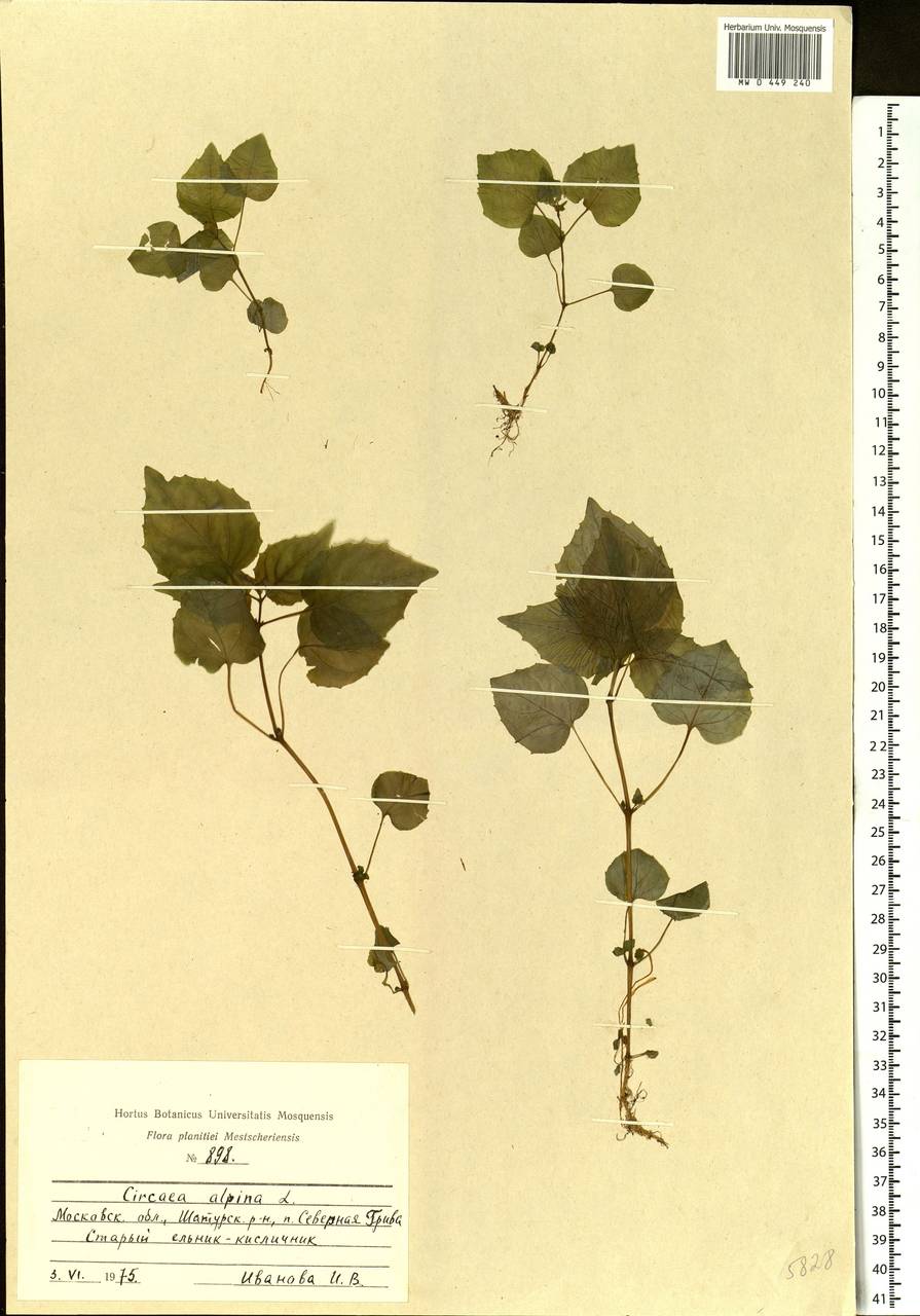 Circaea alpina L., Eastern Europe, Moscow region (E4a) (Russia)