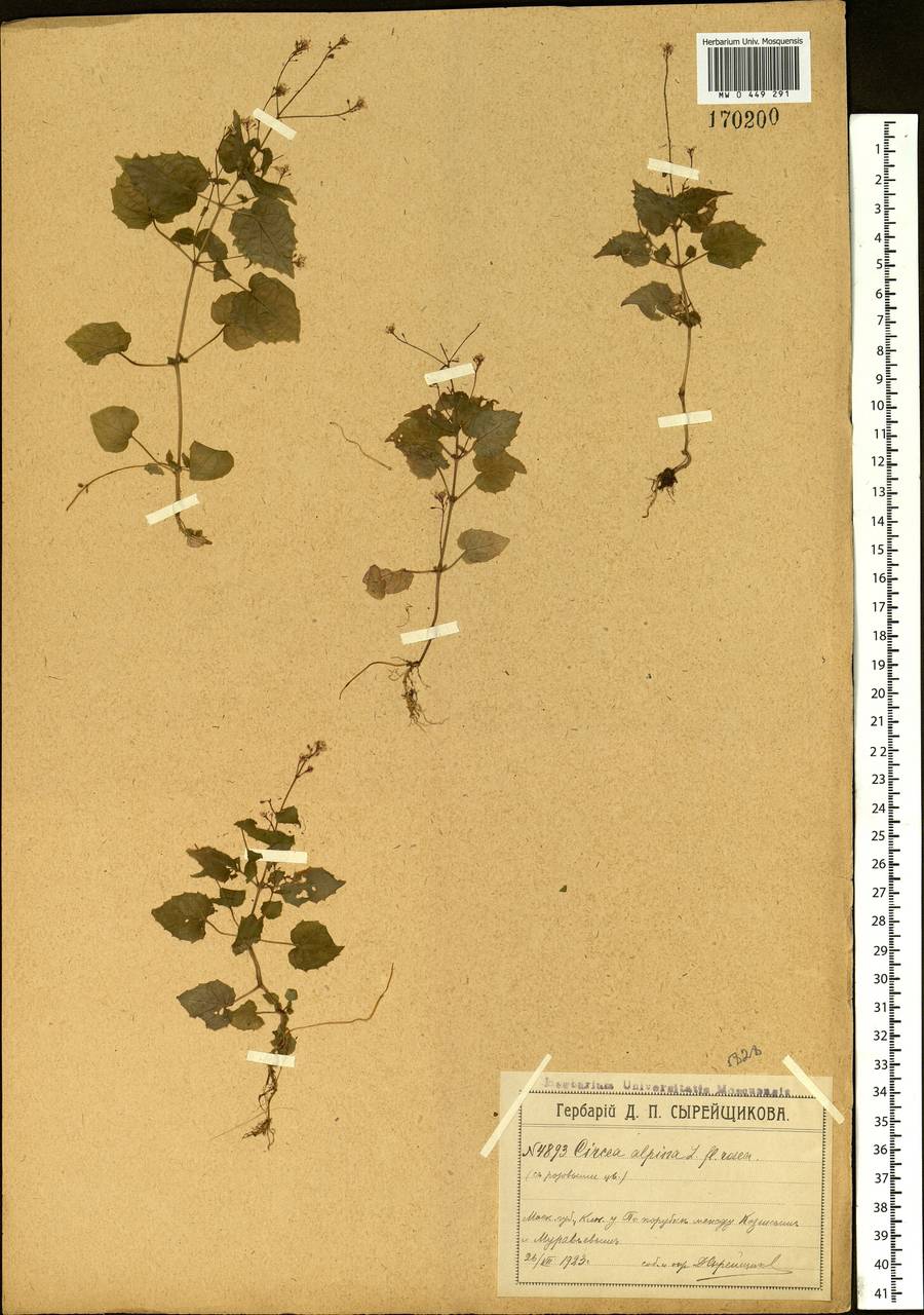 Circaea alpina L., Eastern Europe, Moscow region (E4a) (Russia)