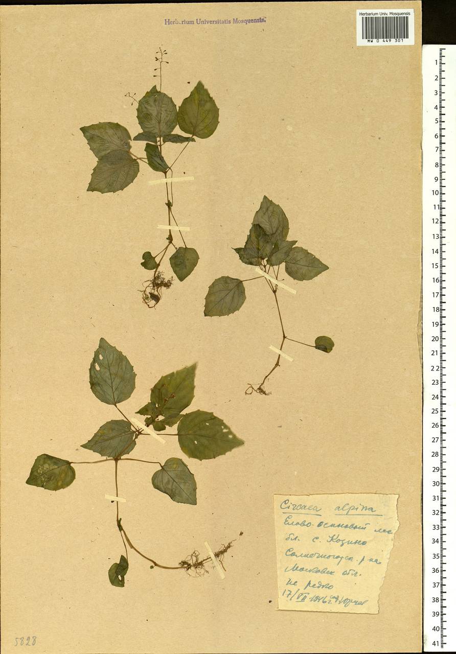 Circaea alpina L., Eastern Europe, Moscow region (E4a) (Russia)