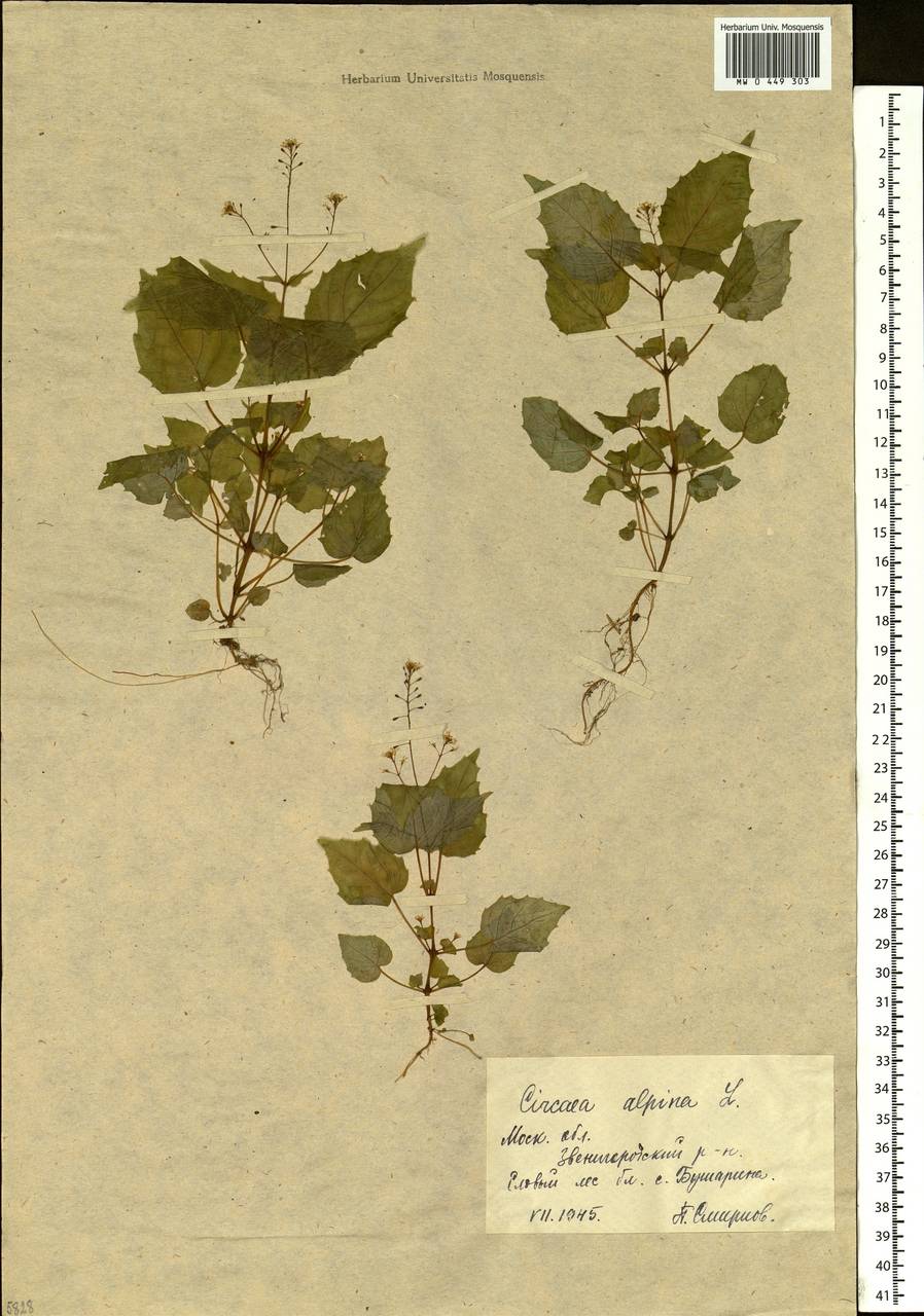 Circaea alpina L., Eastern Europe, Moscow region (E4a) (Russia)