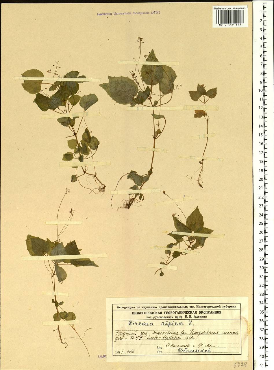 Circaea alpina L., Eastern Europe, Volga-Kama region (E7) (Russia)