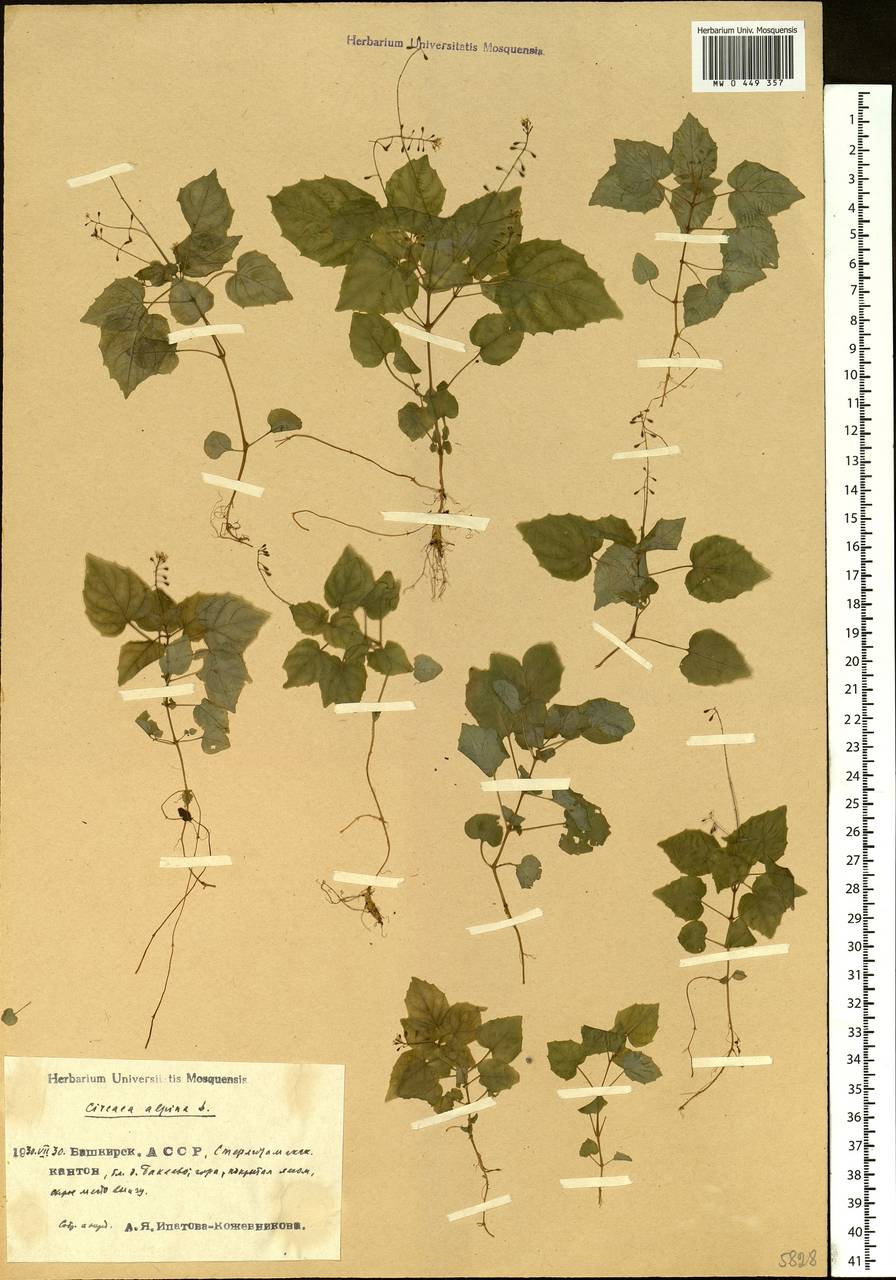 Circaea alpina L., Eastern Europe, Eastern region (E10) (Russia)