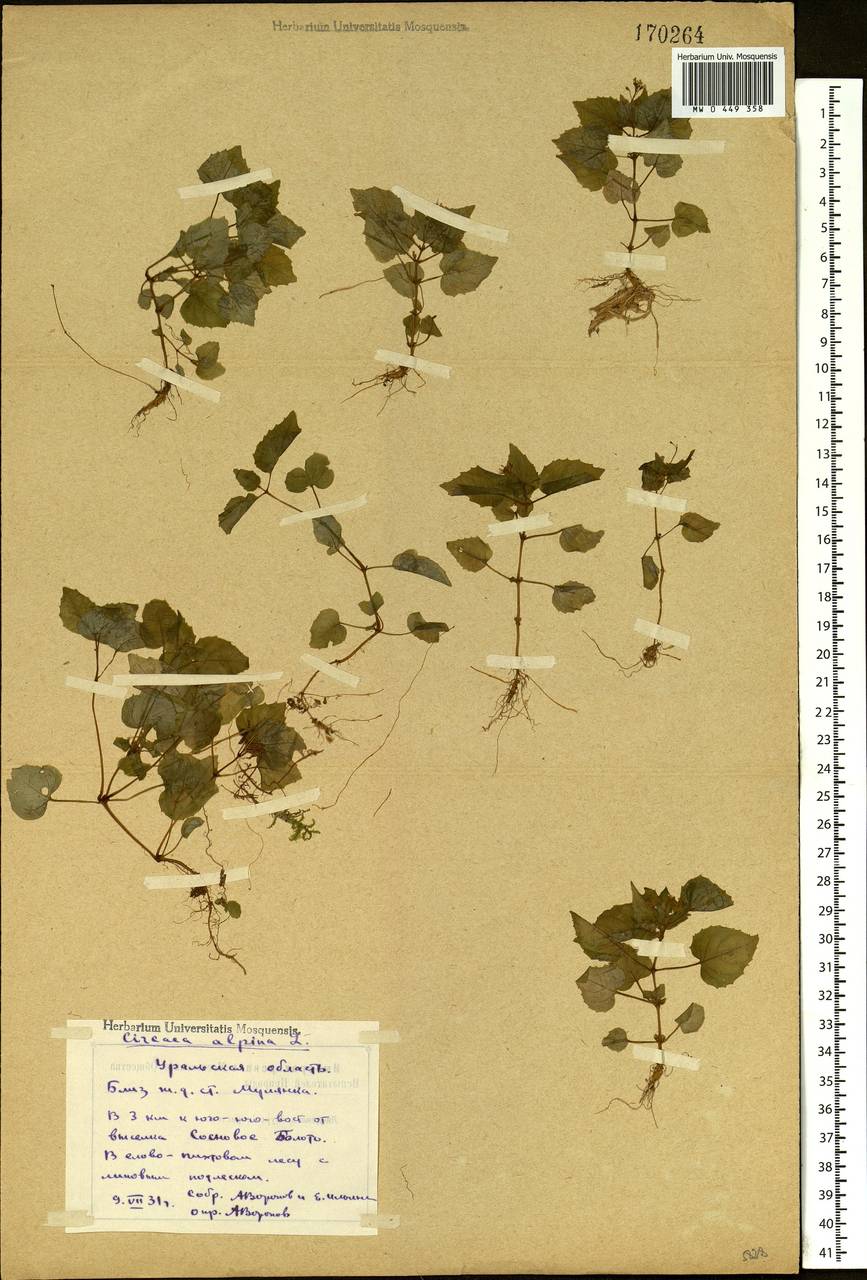 Circaea alpina L., Eastern Europe, Eastern region (E10) (Russia)