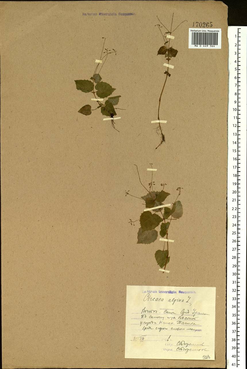 Circaea alpina L., Eastern Europe, Eastern region (E10) (Russia)