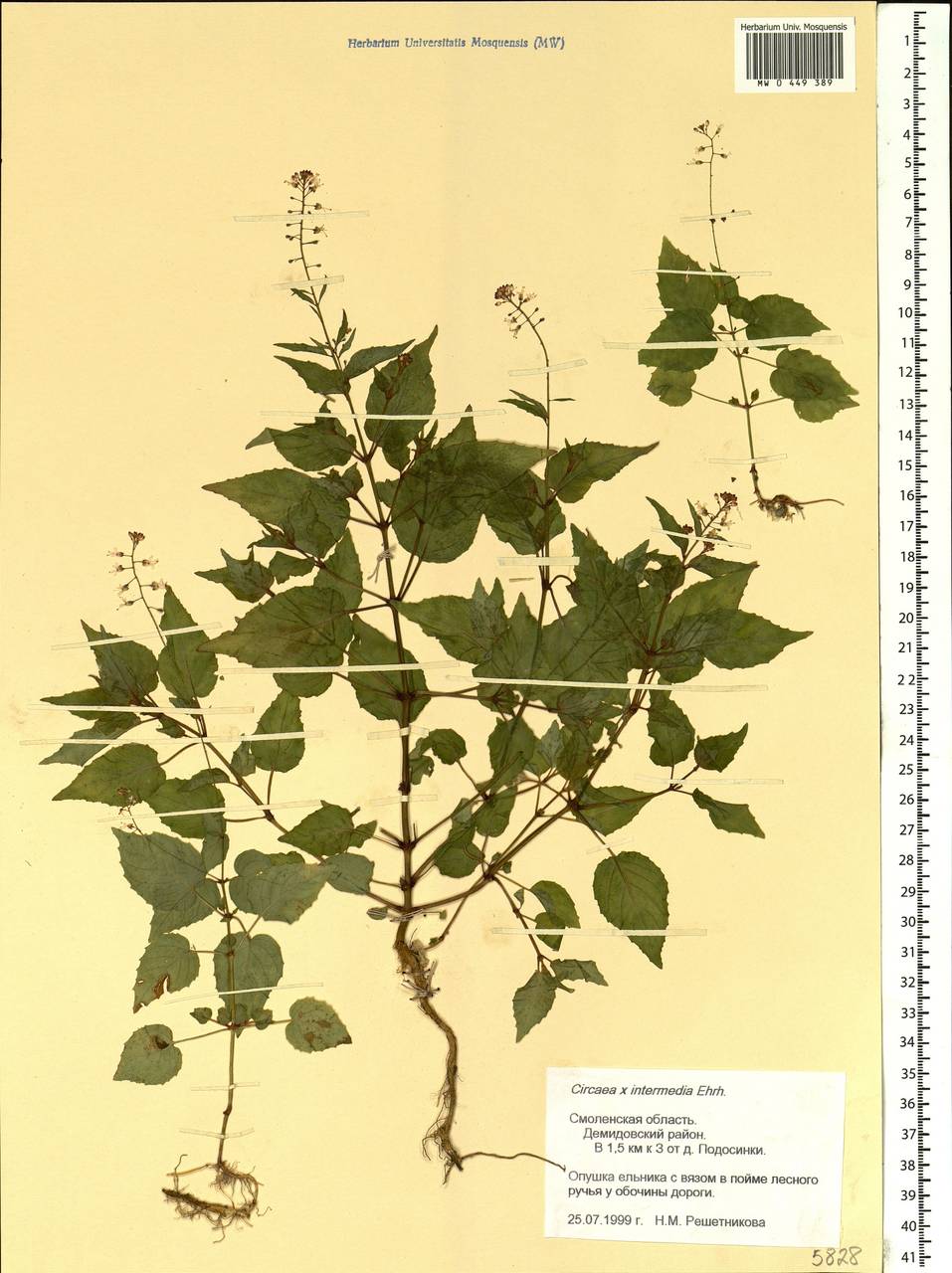 Circaea ×intermedia Ehrh., Eastern Europe, Western region (E3) (Russia)