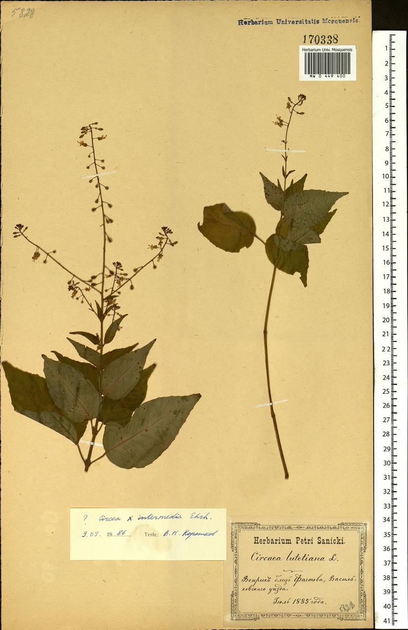 Circaea ×intermedia Ehrh., Eastern Europe, North Ukrainian region (E11) (Ukraine)