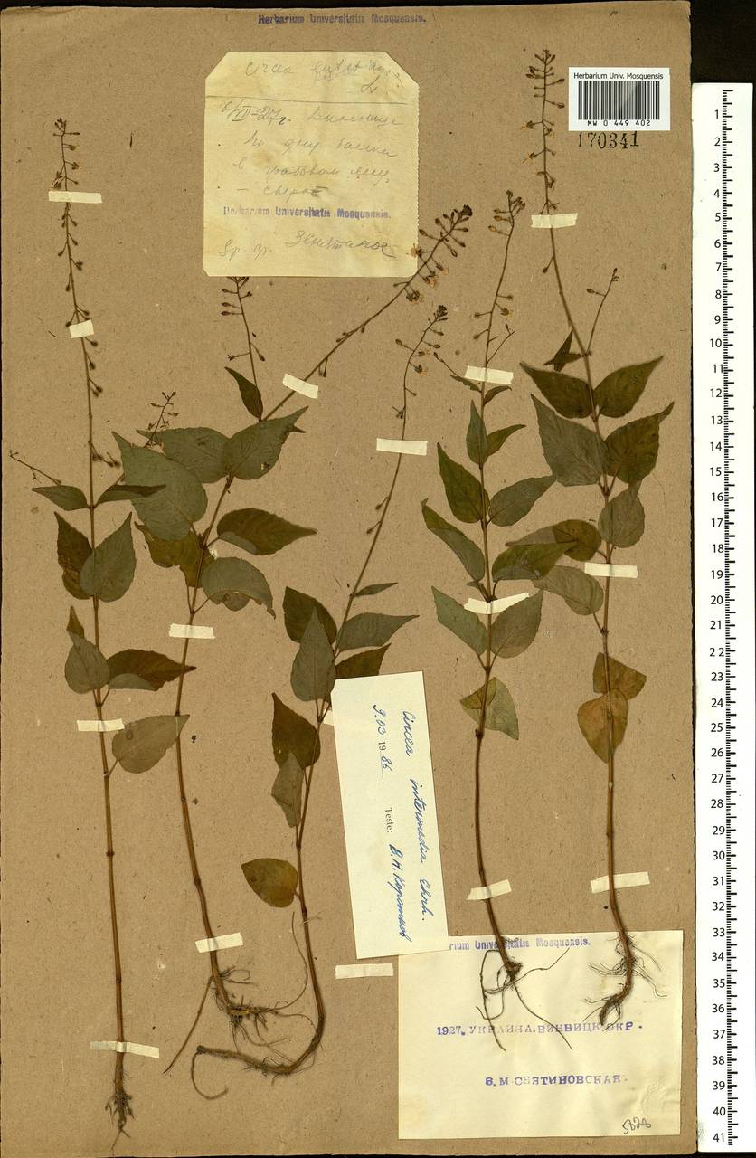 Circaea ×intermedia Ehrh., Eastern Europe, South Ukrainian region (E12) (Ukraine)