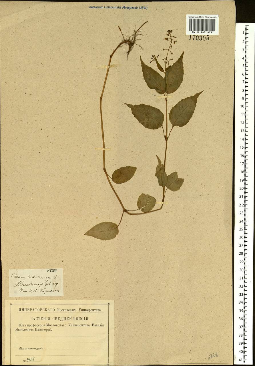 Circaea lutetiana L., Eastern Europe, Central region (E4) (Russia)