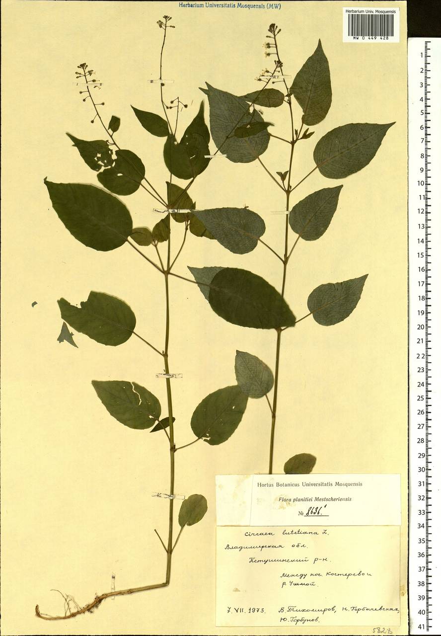 Circaea lutetiana L., Eastern Europe, Central region (E4) (Russia)