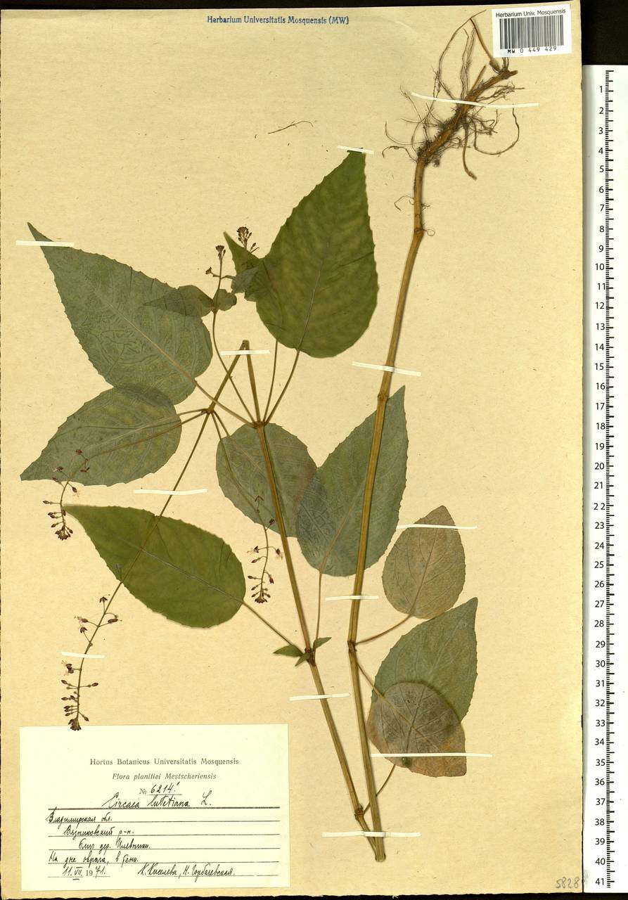 Circaea lutetiana L., Eastern Europe, Central region (E4) (Russia)