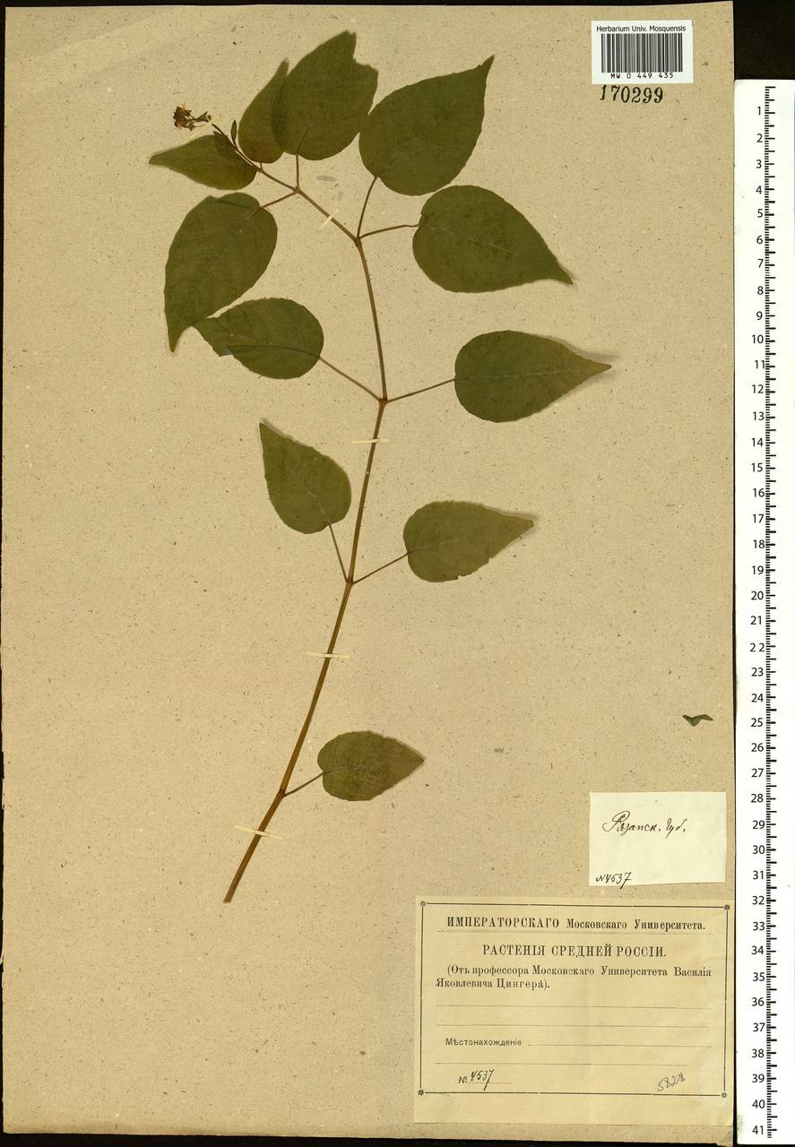 Circaea lutetiana L., Eastern Europe, Central region (E4) (Russia)