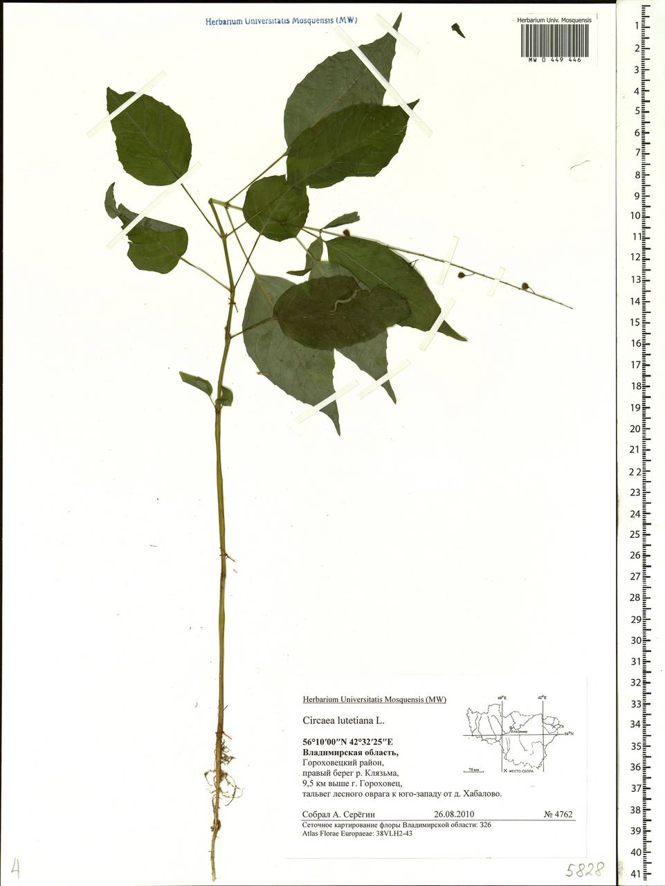 Circaea lutetiana L., Eastern Europe, Central region (E4) (Russia)