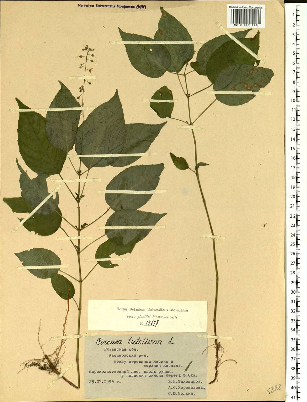 Circaea lutetiana L., Eastern Europe, Central region (E4) (Russia)