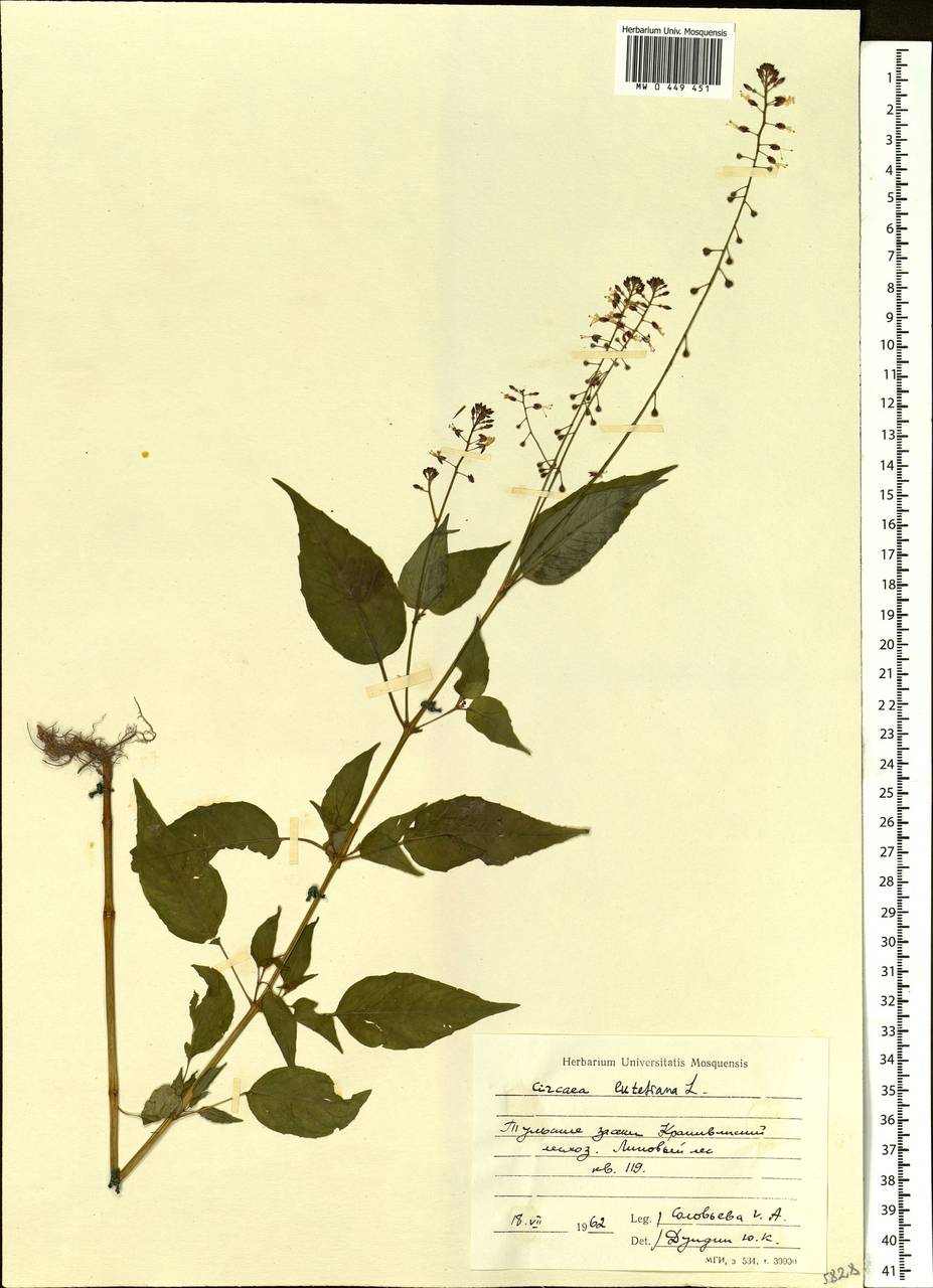 Circaea lutetiana L., Eastern Europe, Central region (E4) (Russia)