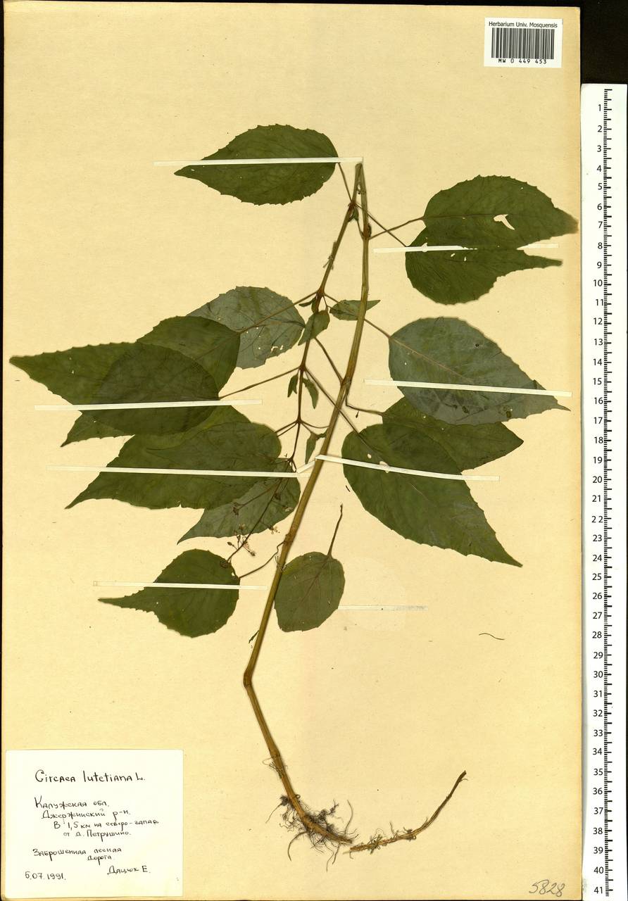 Circaea lutetiana L., Eastern Europe, Central region (E4) (Russia)