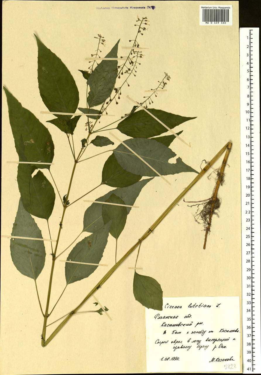 Circaea lutetiana L., Eastern Europe, Central region (E4) (Russia)