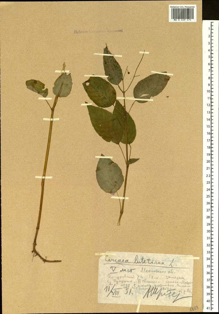 Circaea lutetiana L., Eastern Europe, Moscow region (E4a) (Russia)