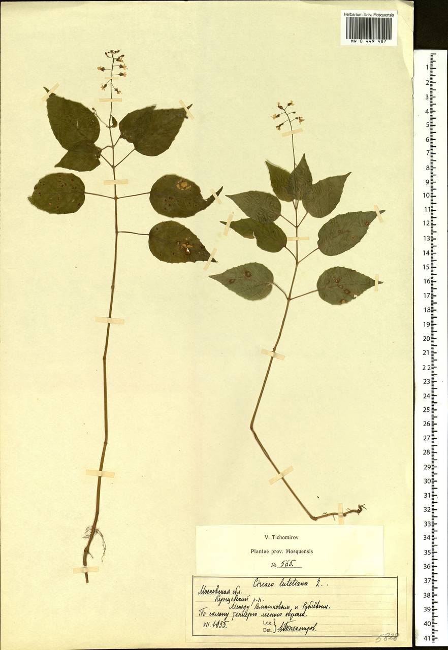 Circaea lutetiana L., Eastern Europe, Moscow region (E4a) (Russia)