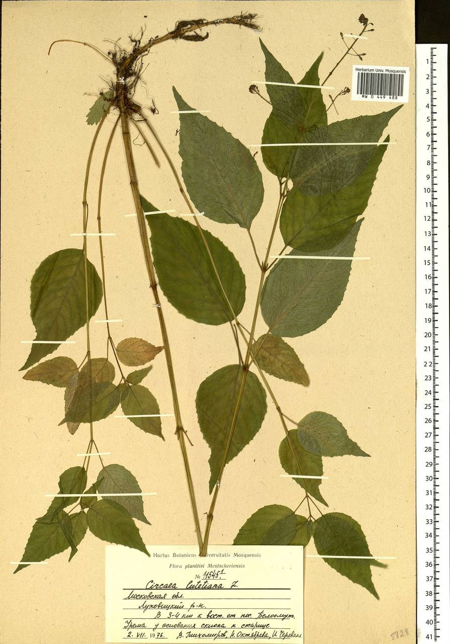 Circaea lutetiana L., Eastern Europe, Moscow region (E4a) (Russia)